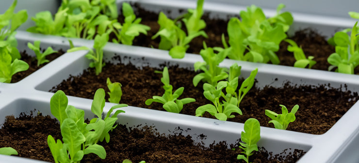 Net Pots Hold Plants And Medium Securely In Hydroponics Systems.