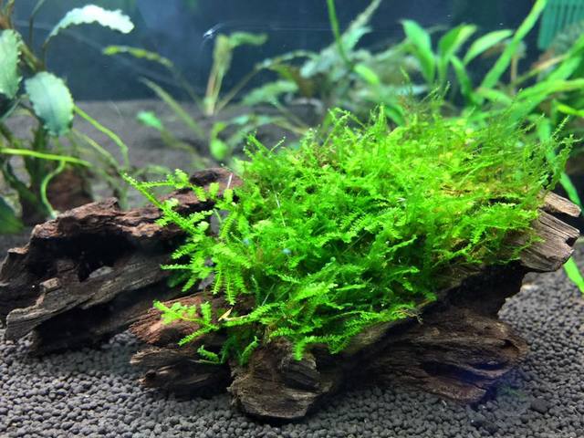 Java Moss Care - A How To Guide - AquariumStoreDepot