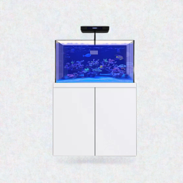 100 Gallon Aquarium