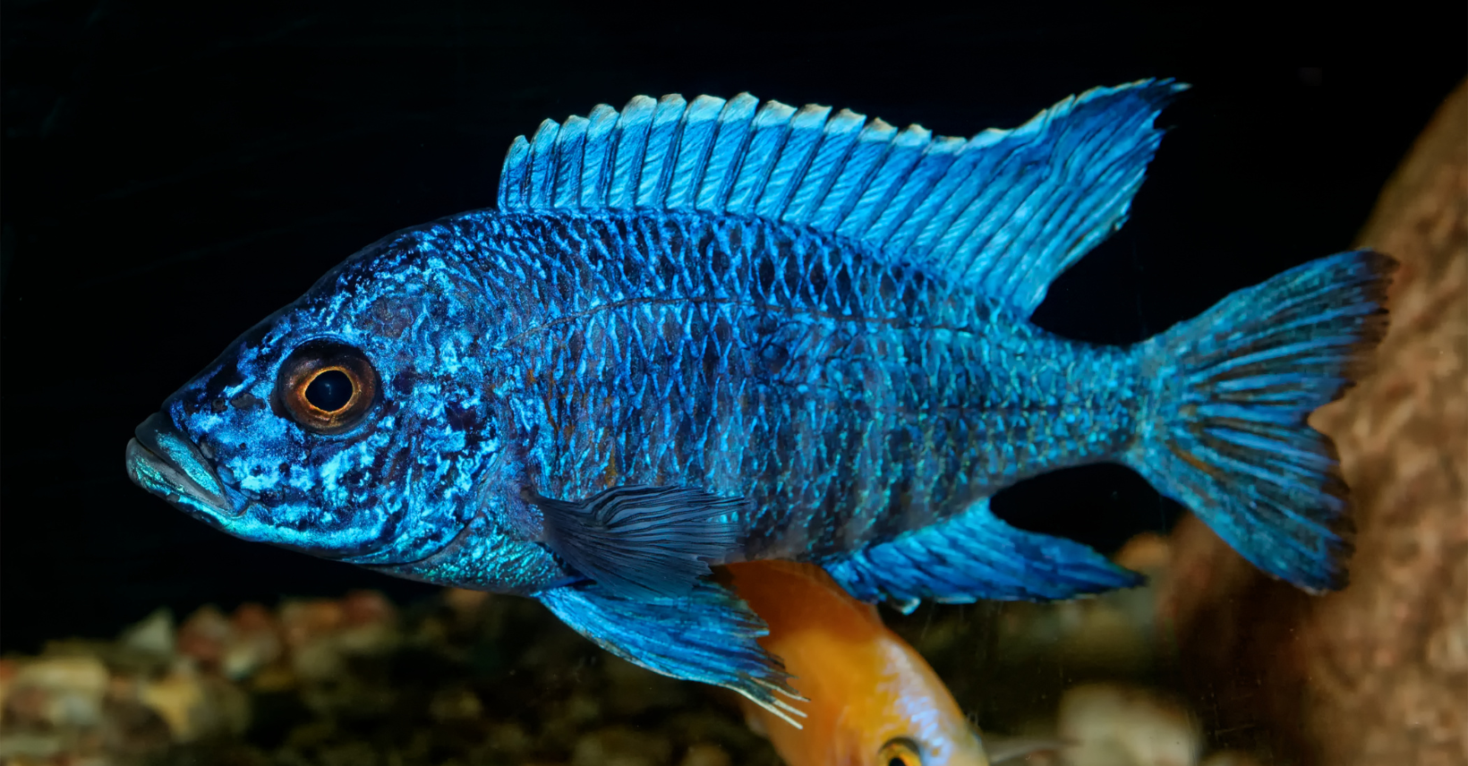fish keeping tips