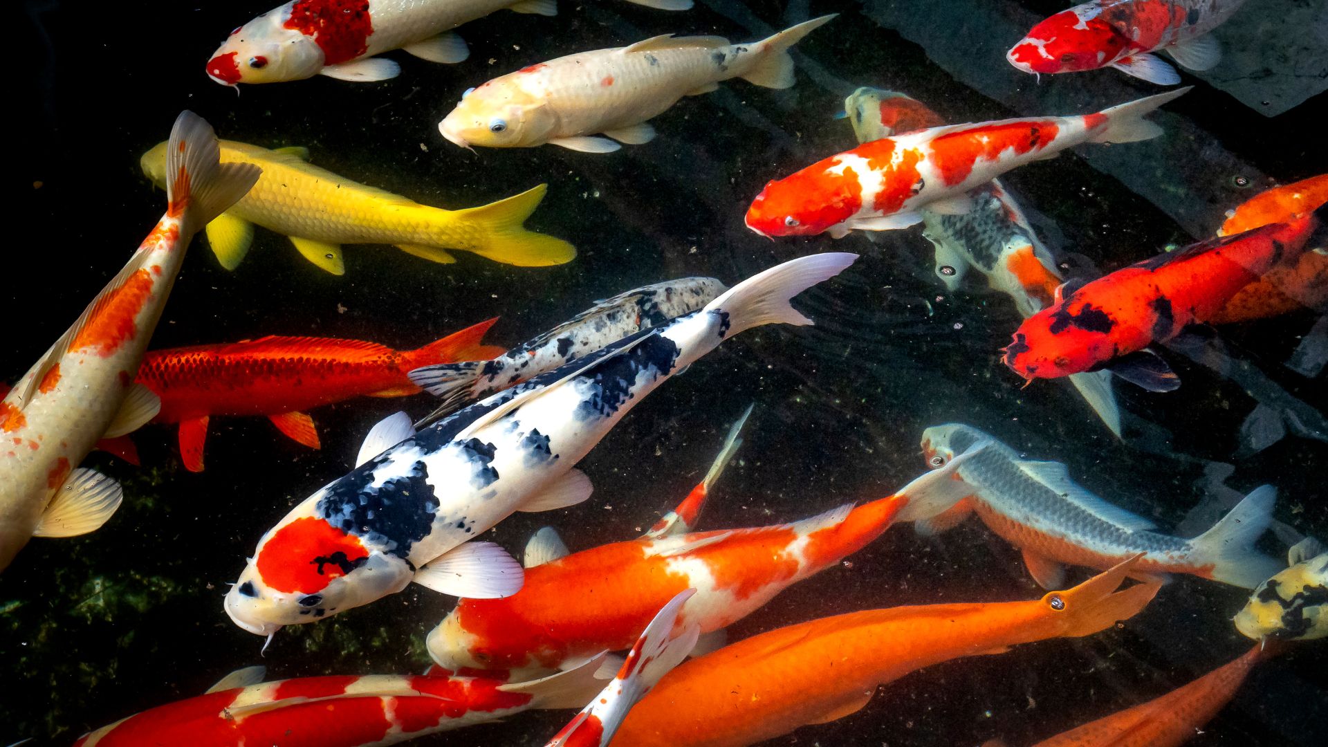 Koi Pond Filtration
