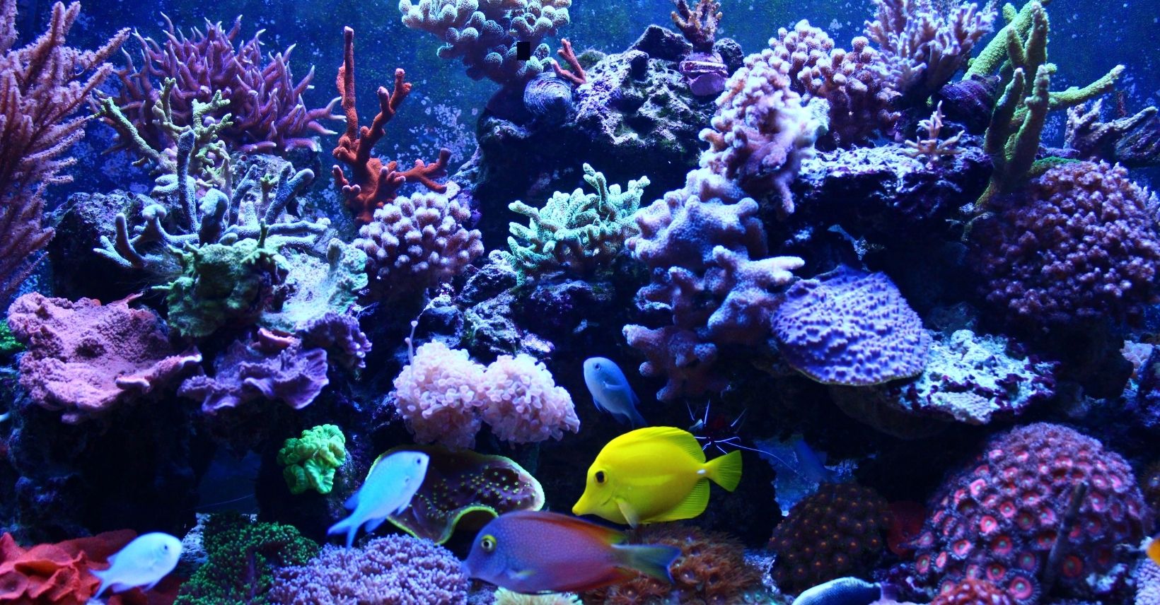 Reef Fish Tank
