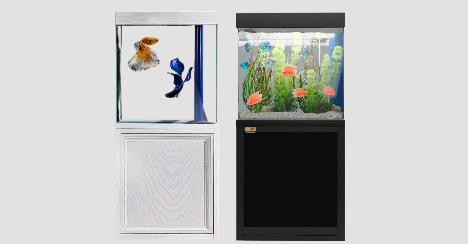 40 Gallon Fish Tank