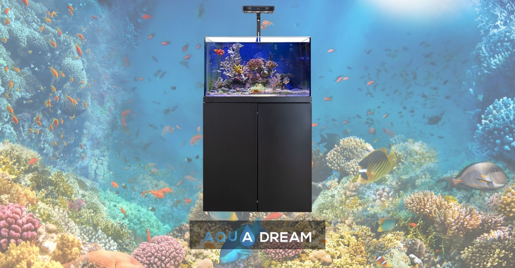 Salt Water Fish Tank