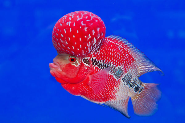 Flowerhorn Stock Photos and Images 176 Flowerhorn pictures and royalty  free photography available to search from thousands of stock photographers