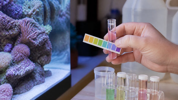 How Do You Keep pH Stable in a Saltwater Tank?