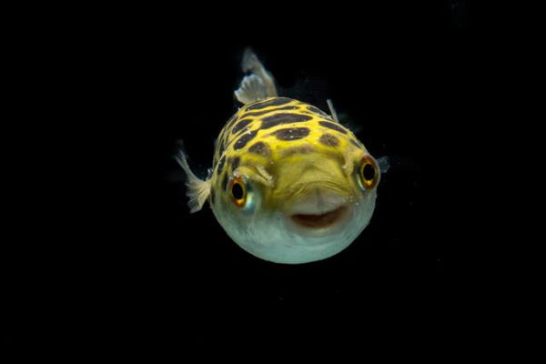 Seven Interesting Facts About Pufferfish
