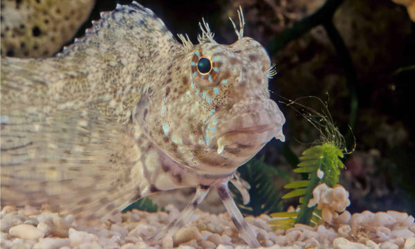 Why You Should Get A Blenny