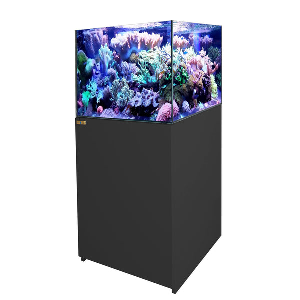 fish tank saltwater fish