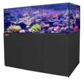 tropical fish and tank