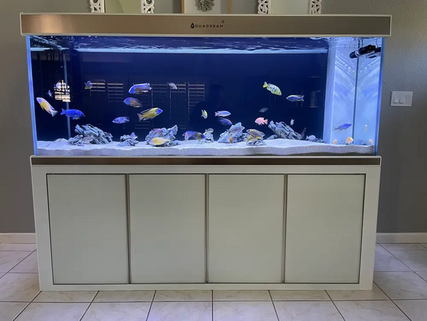 Most Popular Fish Tanks: Highly Reconmended!