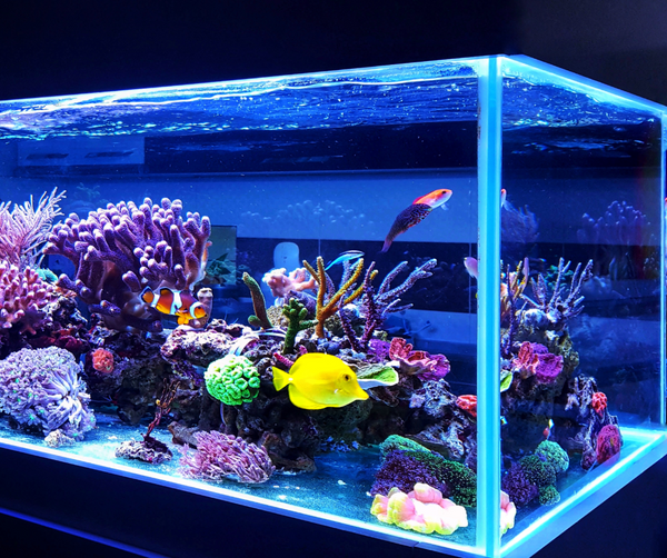 saltwater aquarium