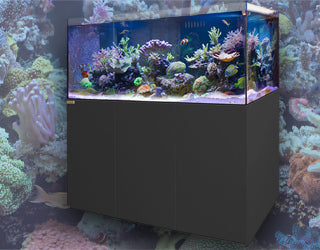 Saltwater Fish Tank