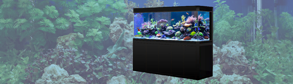 Saltwater Fish Fish Tank – Premium Marine Aquariums