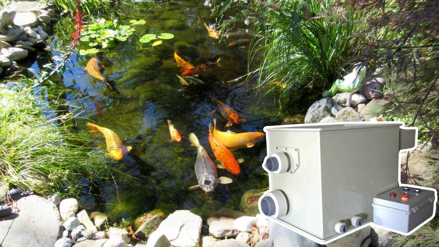 Huge Fish Tanks for Sale – Large Aquariums for Homes & Businesses