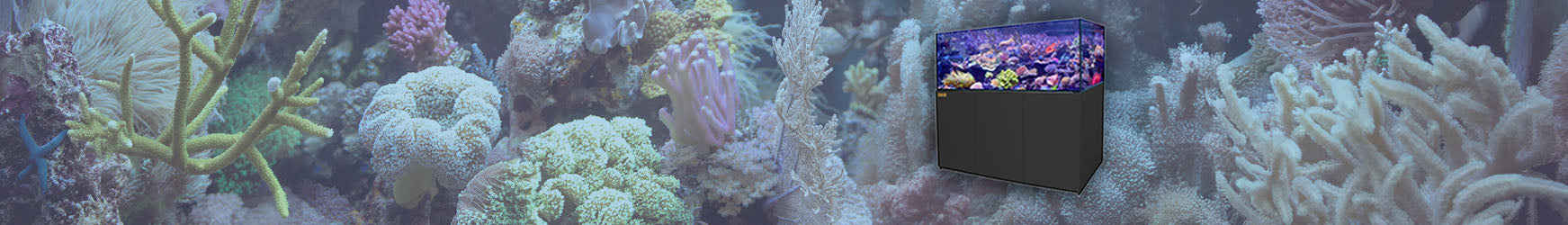 custom-slideshow-image-desktop-block_rrqetJ